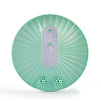 AKDSteel Mini Ultrasonic Dishwasher Cleaner for Fruits Vegetables Bowl Chopsticks Washing(Charging Style) Macaron Green 150x150x65mm