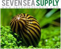 SevenSeaSupply 3 Zebra Nerite Fresh Water Aquarium Snails