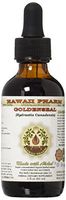Goldenseal Alcohol-FREE Liquid Extract, Organic Goldenseal (Hydrastis Canadensis) Dried Leaf Glycerite 2 oz