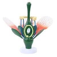 LXX Plant Anatomical Model,Peach Flower Model Dicotyledonous Flower Structure Anatomy Green Plant Stamen Pistil Biology Science Teaching Demonst Model,Training Aid