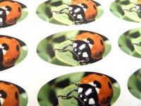 Minilabel Pack Of 48 Ladybird Seals , 40X20mm Oval Seal Labels, Stickers For Gift Wrapping, Presents, Envelopes, Bags Or Cards