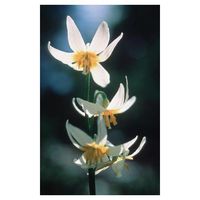 Flower Essence Services Supplement Dropper, Fawn Lily, 0.25 Ounce