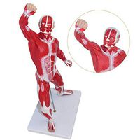 LXX Scientific Human Anatomy - Human Muscle Anatomical Model 50cm with Digital Logo - Lab Equipment Ornament Science Toy Medical Educational Training Aid