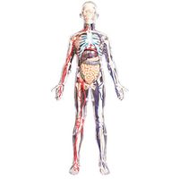 LXX Human Skeleton Model - 1:6 Whole Body Transparent Detachable Torso Internal Organs Neurovascular Anatomy Model for The School,Medical Teaching Toys