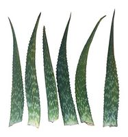 RAGARDEN Zebra Aloe Saponaria Leaves, Non-Bitter Aloe, 6 Leaves in a Package, 16-18" Long. Fresh Harvest at RAGARDEN Farm (Las Vegas, NV, USA).