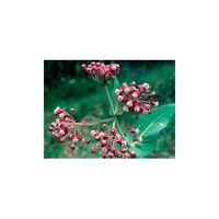 Flower Essence Services Milkweed Dropper Herbal Supplements, 0.25 Ounce