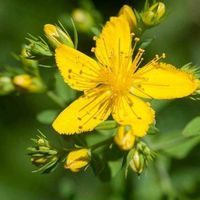 Toyensnow - St. John's Wort Herb Seeds (Hypericum Perforatum) (100+ Seeds)