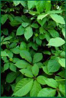 Siberian Ginseng Root, Powder - Wildcrafted - Eleutheroccocus senticossus (454g = One Pound) Brand: Herbies Herbs