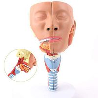LXX Anatomical Model Throat Pharyngeal Muscle Anatomical Model Human Anatomy Rehabilitation Teaching for People with Dysphagia