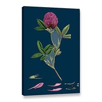 ArtWall Bridgeman Centranthus Calcitrapa Cut Leaved Valerian, Gallery Wrapped Canvas 24x36