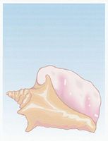 Sea Shell Stationery Printer Paper 26 Sheets