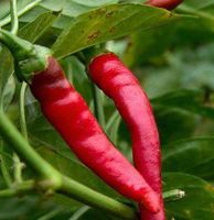 Cayenne Pepper 90,000 H.U, Powder - Capiscum annuum (454g = One Pound) Brand: Herbies Herbs