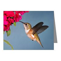 Note Card Female Rufous Hummingbird
