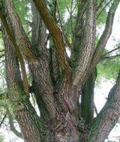 Willow Bark White, Cut&Sifted - Wildcrafted - Salix alba (454g = One Pound) Brand: Herbies Herbs