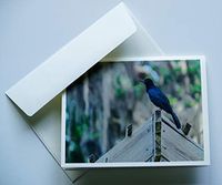 Bird Note Cards Original Elegant Photographic Textured White Blank 4.25"x 5.50" Boxed Set 8 W/Matching Envelopes In Plastic Jacket Thank You Invitations Birthdays Greetings Just Because