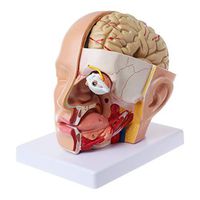 Jiulonerst-Human Anatomy Head Skull Brain Cerebral Artery Anatomical Model for Teaching