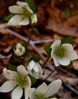 Liverwort Herb, Cut&Sifted - Wildcrafted - Hepatica Americana (454g = One Pound) Brand: Herbies Herbs
