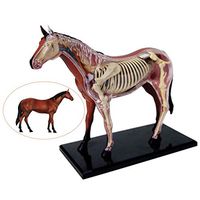 LXX Medical Horse Anatomical Model - Animal Biology Skeleton Organ Anatomy Detachable Puzzle Assembling Toy Kit Medical Teaching Model