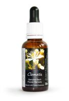 Clematis Bach Flower Remedy Large 30ml. Genuine Traditionally Made Essence