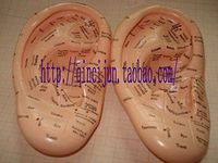 LINKALO Ear Massage Acupuncture Model Plastic
