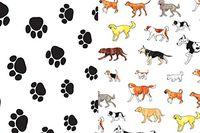 Dogs and Paw Prints Gift Wrap Tissue Paper for All Occasions. 24-Pack Includes 12 Sheets of Each Pattern. Large 20 x 30 Squares, Black, White, Multi