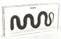 Water Snake Paperweights Specimen for Science Education Paperweight for Book for Office for Desk