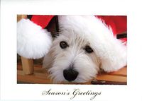 Season's Greetings Photo Insert Card by Plymouth Cards- Pkg 10 (Horizontal, White)
