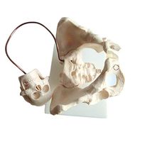 LXX Female Pelvic Model - Fetal Midwifery Teaching Anatomical Model Pelvic Childbirth Demonstration Model Medical Teaching Aid