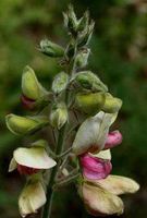 Goat's Rue Leaf, Powder - Wildcrafted - Galega officinalis (454g = One Pound) Brand: Herbies Herbs