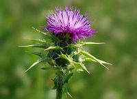 1 Starter Potted Plant of Silybum marianum [Milk Thistle]
