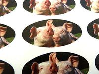 Minilabel Pack Of 30 , Pig Seals , 51X25mm Oval Seal Labels, Stickers For Gift Wrapping, Presents, Envelopes, Bags Or Cards