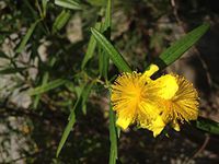 1 oz Seeds (Approx 140000 Seeds) of Hypericum prolificum, Shrubby St. John's Wort