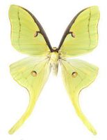 Mounted Luna Moth Table Top Display (4" x 4" x 5.5")