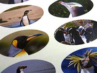 Minilabel Pack Of 30 Penguin 51X25mm Oval Seal Labels, Stickers For Craft, Decoration, Gift Wrapping, Presents, Envelopes, Bags Or Cards