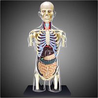 LXX Human Torso Model - Human Body 1:6 Human Body Half Body Internal Organs Anatomy - 32 Detachable Parts Medical Teaching Model -for Medical Training,Puzzle Assembling Toy