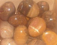 Petrified Wood Smooth Tumblestones