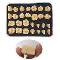 LXX Teeth Model Dental Adult Oral Standard Carving Teeth Demonstration Teaching Studying Model 28 Teeth for Dentist Student Children
