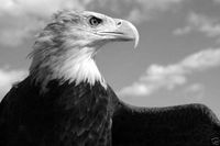 Ultrafine Silver Eagle FB Fiber Base VariGrade VC 255g DW Glossy 8x10 100 Sheets