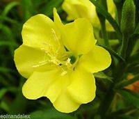 Evening Primrose oenothera biennis 0.5g Approx 1000seed