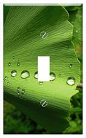 Switch Plate Single Toggle - Foliage Ginkgo Leaf Ginkgo Ginkgo Biloba Fern Pine