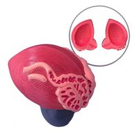 LXX Bladder Anatomical Model - huamn Organ Anatomical Model Male Bladder Prostate Magnification Model - for School Medical Teaching Display Tool Lab Equipment