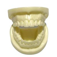 LXX Teeth Model Dental Implant Disease with Restoration Bridge Tooth Adult Teeth Gums Standard Demonstration Tool Models