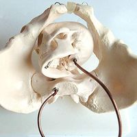 LXX Female Pelvic Model,Fetal Midwifery Medical Anatomical Model -for Pelvic Childbirth Demonstration Teaching Model,School Medical Teaching Display -Lab Equipment