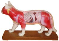 Acupuncture Cat Model (SM-12)
