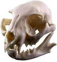 LXX Realistic Lifelike Resin Cat Skull Skeleton Model Figurine Aquarium Fish Tank Landscape Decoration Replica Lab Teaching Skeleton Model Collectibles Props