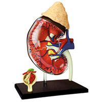 LXX Human Kidney Anatomical Model - 1:1 Life Size Human Body Organ Anatomical Model - Detachable Medical Teaching Model - for Puzzle Assembling Toy