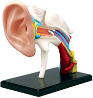 LXX Ear Anatomical Model - Detachable 22 Parts Human Anatomy Science Ear Models - for Medical Education Teaching Model - Puzzle Assembling Toy