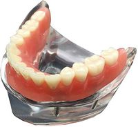 LXX Dental Teeth Model,Teeth Study Teaching Demonstration Model,Dental Care Adult Teeth Standard Teaching Doctor-Patient Communication Model for Study Education