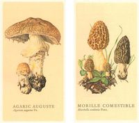 HomArt Fireplace Matches, Large, Mushrooms Design