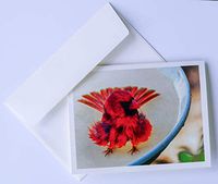 Bird Note Cards Original Elegant Photographic Textured White Blank 4.25"x 5.50" Boxed Set 8 W/Matching Envelopes In Plastic Jacket Thank You Invitations Birthdays Greetings Just Because